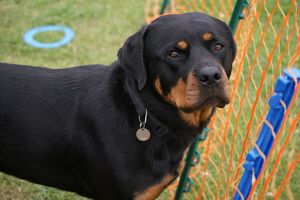 rottweiler puppy obedience rottweiler fantastic pet care uk rottweiler puppy obedience rottweiler fantastic pet care uk
