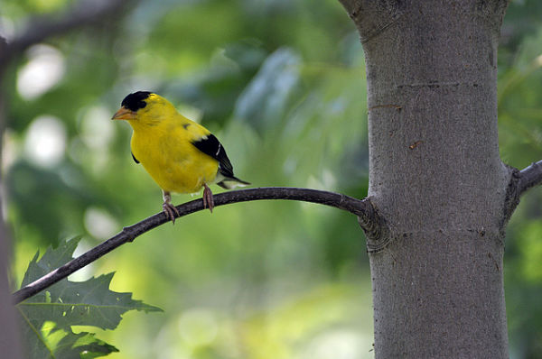 american goldfinch fantastic pet encyclopedia uk american goldfinch fantastic pet encyclopedia uk