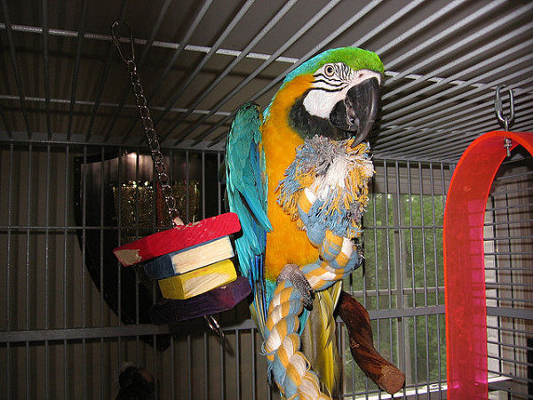 Blue And Gold Macaw Toys 82