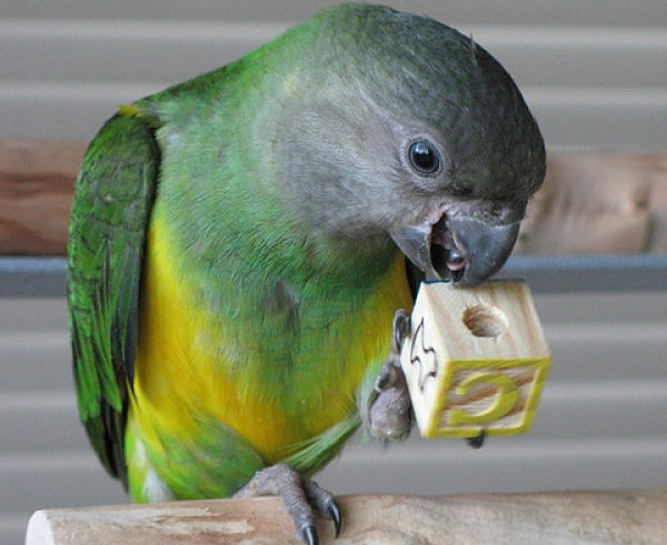 Senegal Parrot Toys 39
